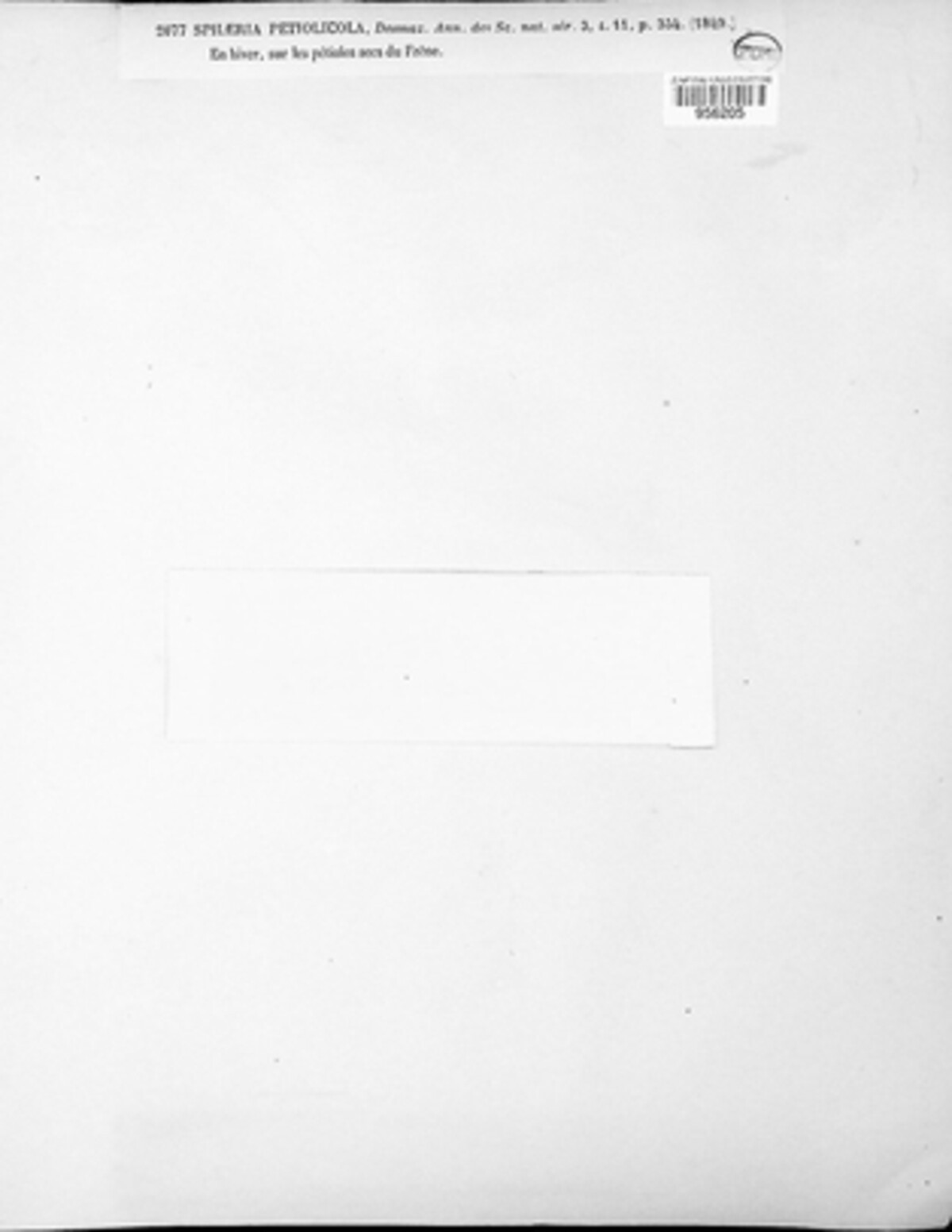 Mycosphaerella petiolicola image